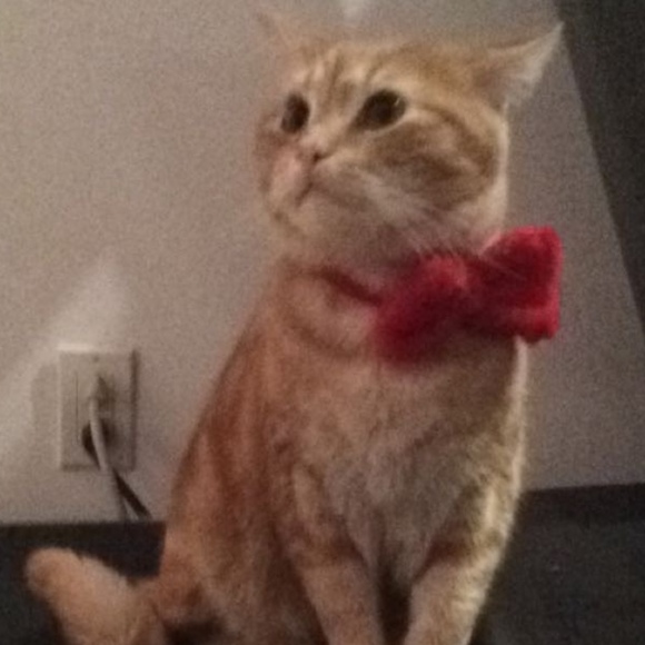 Meet your Posher, Rai - Picture 1 of 1